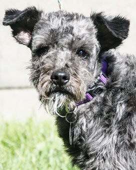 Photo of Rescue Schnauzer Millie