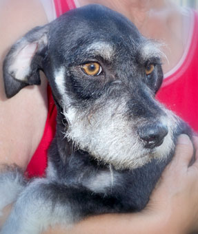 Photo of Rescue Dog Misha