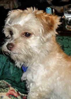 Photo of Rescue Dog Cooper