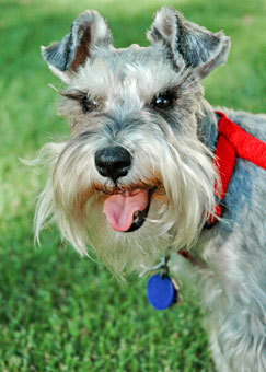 Photo of Rescue Dog Mr. T