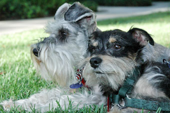 Photo of Rescue Dogs Ty and Lucy