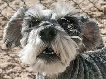 Photo of Rescue Dog Muffy