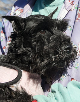 Photo of Rescue Dog Muñeca
