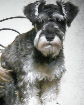 Photo of Rescue Dog Neeko