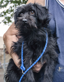 Photo of  Rescue Dog Oswald