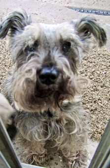 Photo of Rescue Dog Pepper