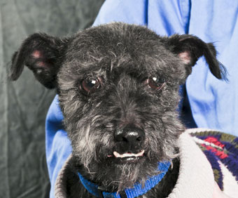 Photo of Rescue Dog Pepper