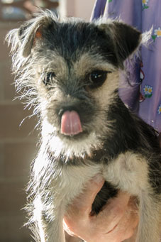 Photo of Rescue Dog Pixie