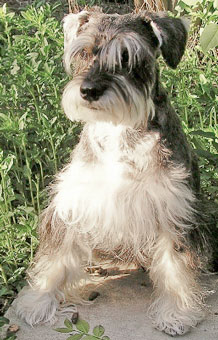 Photo of Rescue Dog Rasco