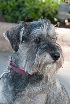 Photo of Rescue Dog Remington