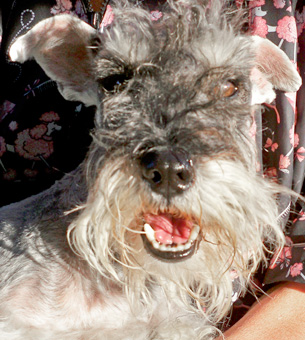 Photo of Rescue Dog Reuben