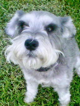 Photo of Rescue Dog Rocco