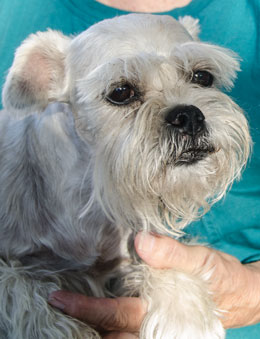 Photo of Rescue Dog Roxy