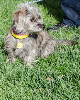 Photo of Rescue Terrier Mix Alice