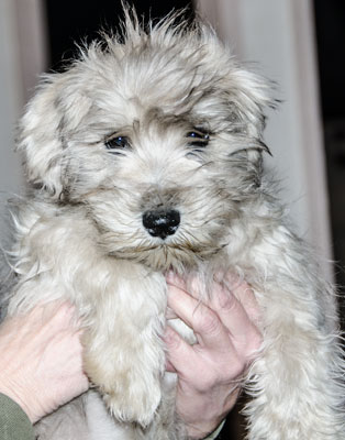 Photo of Rescue Schnauzer Puppy Apollo