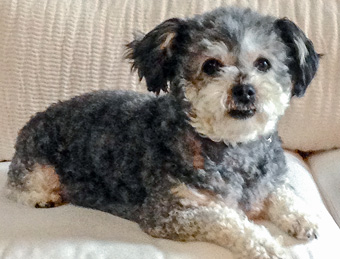 Photo of Rescue Schnoodle Bella