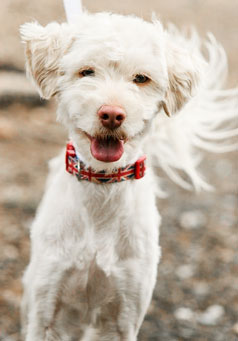 Photo of Rescue Dog Bentley