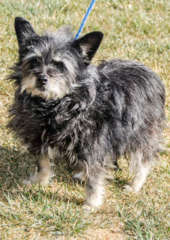 Photo of Rescue Terrier Betty
