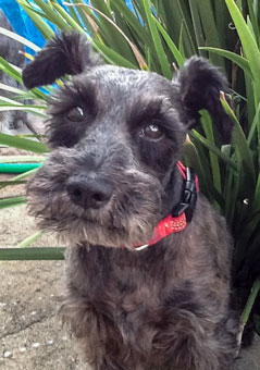 Photo of Rescue Schnauzer Charlie