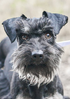 Photo of Rescue Dog Cujo