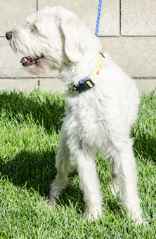 Photo of Rescue Schnoodle Freddy
