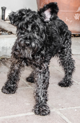 Photo of Rescue Schnauzer Jimmy