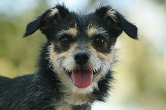 Photo of Rescue Terrier Mix Oakley