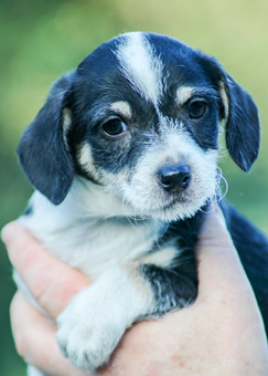 Photo of Rescue Terrier Mix Puppy Jasmine