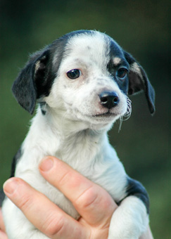 Photo of Rescue Terrier Mix SueEllen Puppies