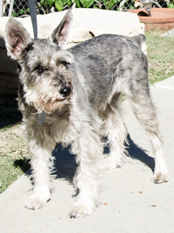 Photo of Rescue Schnauzer Bethany