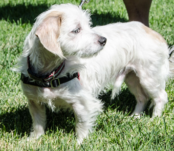Photo of Rescue Terrier Brownie