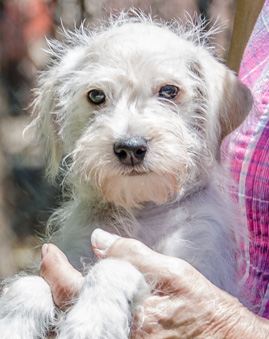Photo of Rescue Schnauzer Mix Puppy Christopher Robin