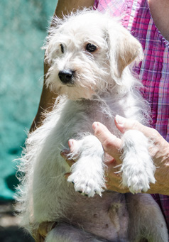 Photo of Rescue Schnauzer Mix Puppy Christopher Robin