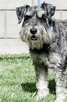 Photo of Rescue Schnauzer Duke