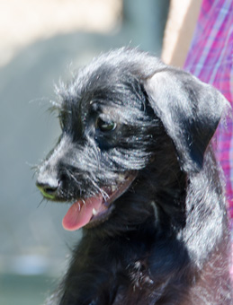 Photo of Rescue Schnauzer Mix Puppy Kanga