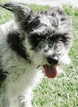 Photo of Rescue Schnauzer Puppy Linus