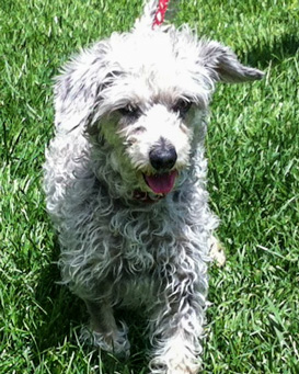 Photo of Rescue Terrier Mix Prince Evan