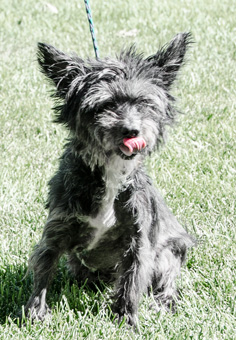 Photo of Rescue Cairn Terrier Mix Tori