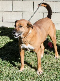 Photo of Rescue Dog Brandi