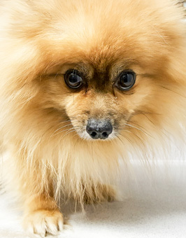 Photo of Rescue Pomeranian Dude