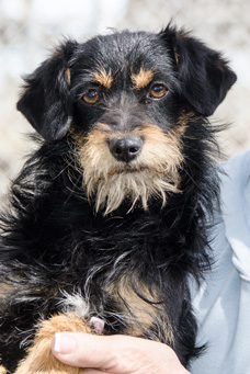 Photo of Rescue Terrier Puppy KimmiLu