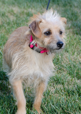 Photo of Rescue Terrier Lilly