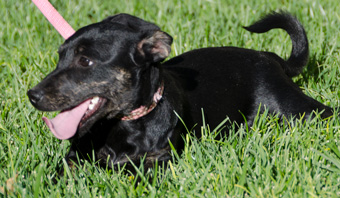 Dog Rescues In Palmdale Area Dog Rescues In Palmdale Area