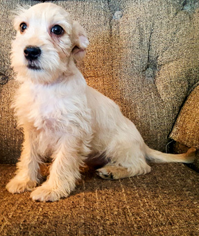 Photo of Marlo Puppy Misha
