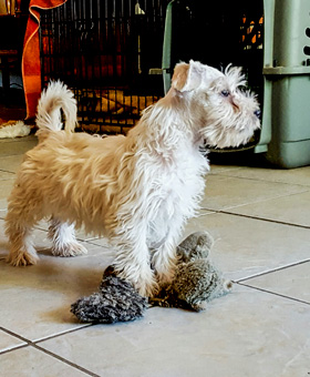 Photo of Rescue Schnauzer Puppy Mitzi