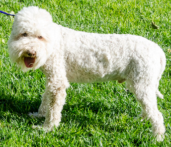 Photo of Rescue Schnauzer Wheaten Mix Niko