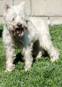 Photo of Rescue Schnauzer Stanley