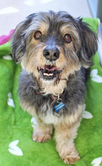Photo of Rescue Terrier Mix Terry