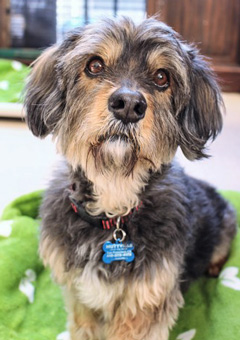 Photo of Rescue Terrier Mix Terry