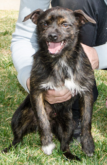 Photo of Rescue Terrier Puppy TimmyTu